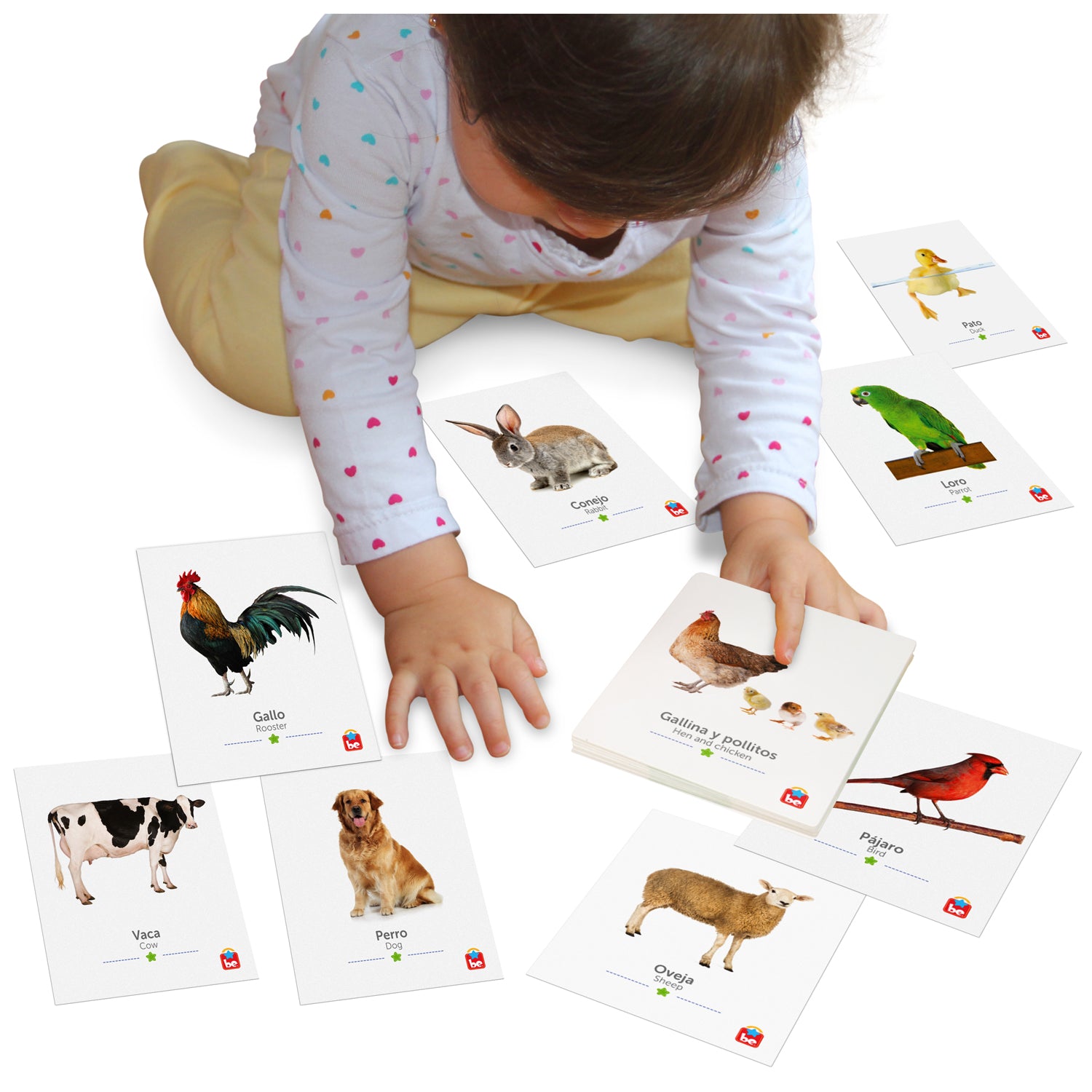 3 Pack Animal Flash Cards